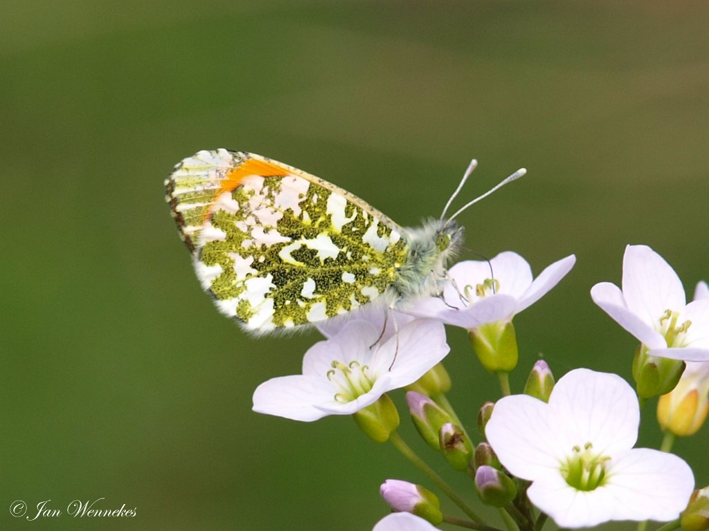 Oranjetipje, Anthocharis cardamines.jpg